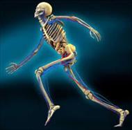 پاورپوینت آناتومی اسکلتی